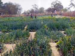 Gambia